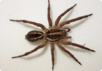 Spiders